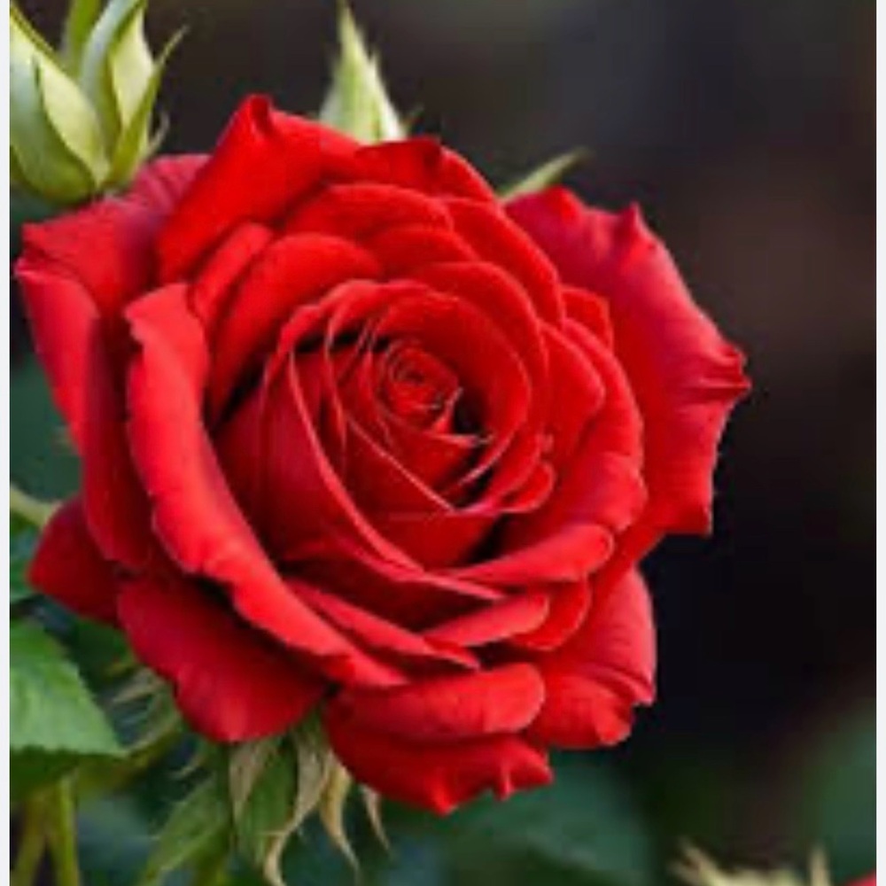 Vibrant Red Rose